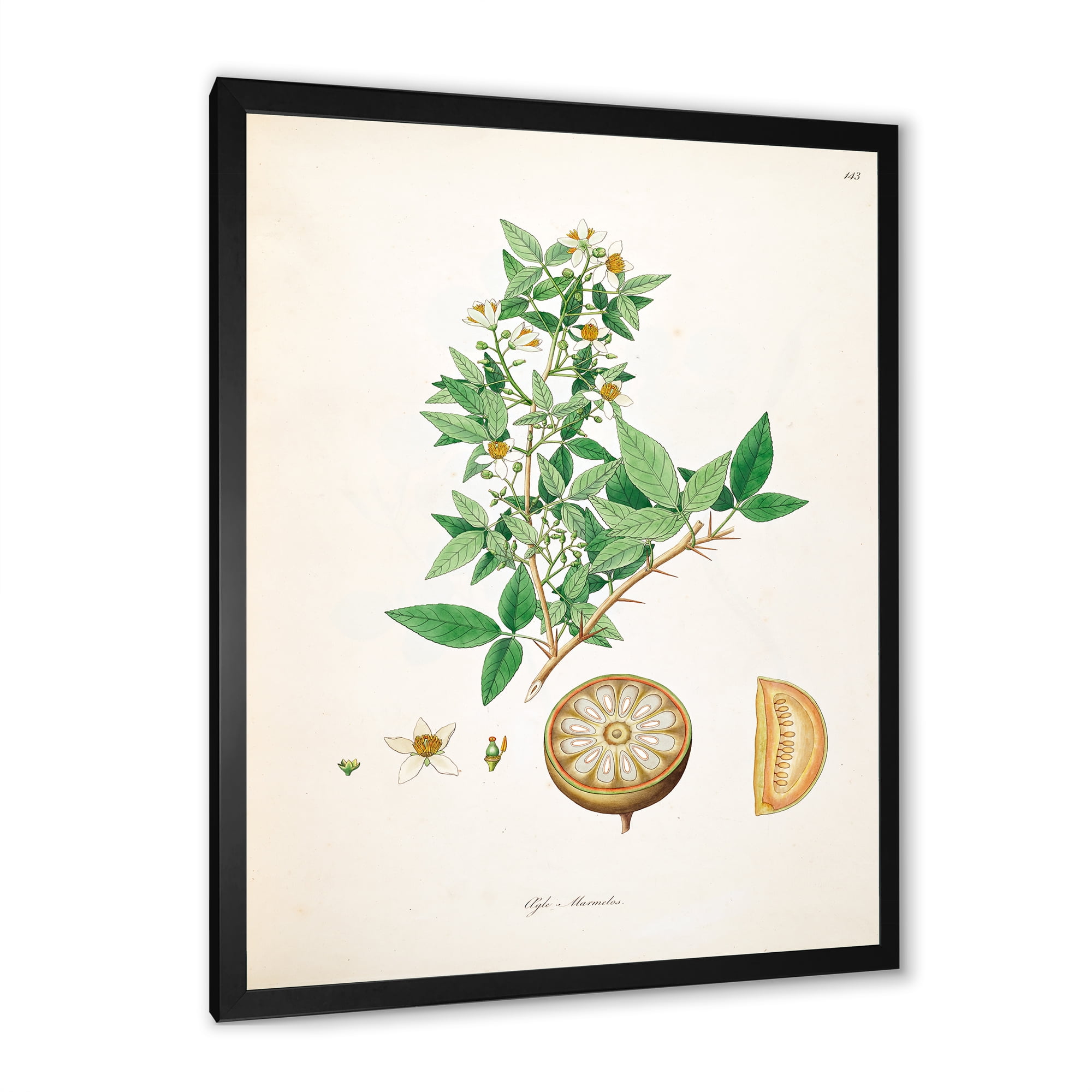 Designart 'Ancient Plant Life X' Farmhouse Framed Art Print