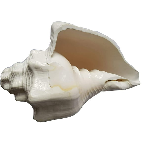 Natural Big Size Loud Blowing Shankh/Seashell Conch for Pooja By Indian Collectible