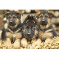thumbnail image 1 of German Shepherd Three Puppies, Animals Figurative World Culture Unframed Photographic Print Wall Art Sold by ArtCom, 1 of 1
