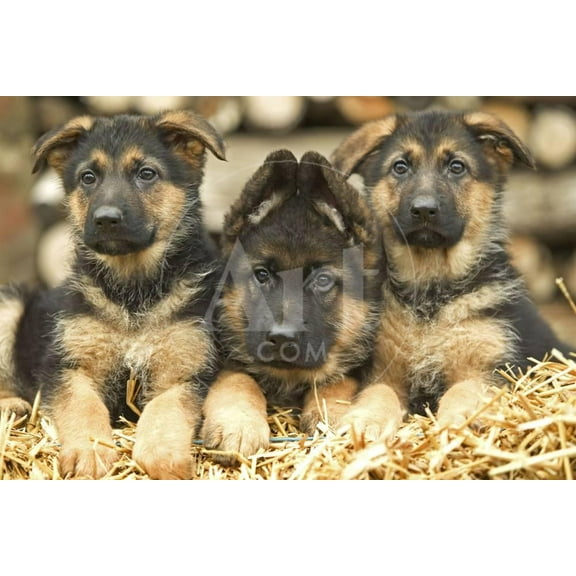 German Shepherd Three Puppies, Animals Figurative World Culture Unframed Photographic Print Wall Art Sold by Art.Com