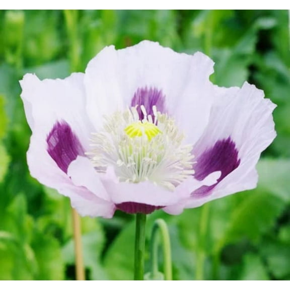 CZ Grain 200 Exotic Strains of Poppy Plant Seeds
