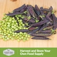 thumbnail image 6 of 2 Packs Desiree Pea Seeds - Purple-Podded Snap Peas - Non-GMO Heirloom Annual Full Sun, 6 of 6