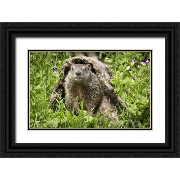 Kaveney, Wendy 32x22 Black Ornate Wood Framed with Double Matting Museum Art Print Titled - Minnesota, Sandstone Groundhog in a hollow log