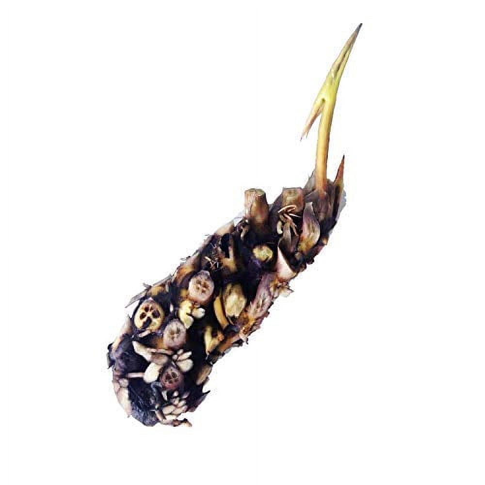 Live Water Lily Tubers | Pre-Grown Hardy Lily Rhizome in White, Pink, Red, Yellow, Orange, Purple (Orange)