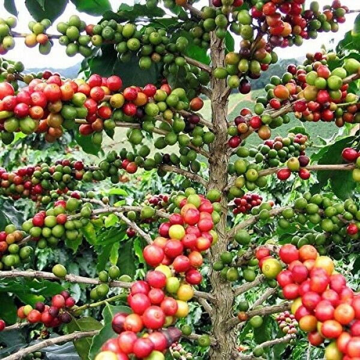 Lacas Coffee Original City Roast Whole Bean 5 lbs. Fresh Roasted