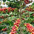 thumbnail image 3 of Lacas Coffee Original City Roast Whole Bean 5 lbs. Fresh Roasted, 3 of 5