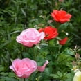 thumbnail image 3 of RedThree Red RosesSolar Jardín Estaca Luces Led Colorido Tres Flores Rosas Foco Patio Patio Camino Decoración, 3 of 4