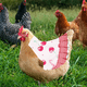 thumbnail image 5 of Delantal de gallina con montura de pollo de 3 piezas, chaqueta de pollo, delantal de gallina, fijador de plumas, cubierta trasera de ala de aves de corral, 5 of 6