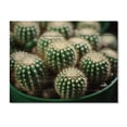 thumbnail image 3 of Designart "Jewels of the Desert Green Beige Cactus Mammillaria I" Floral Print on Natural Pine Wood, 3 of 5