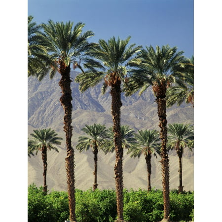 Grove of Date Palms, Coachella, California, USA Print Wall Art By Walter