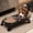 Black-Free Size/BK, variant on Elevated Stainless Steel Double Pet Bowl Large Capacity Non Slip Base Food Water Feeder for Cats Dogs