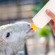 thumbnail image 2 of Juego de biberones para lactancia de cabra, lámpara para alimentar biberones de leche con chupetes, botellas pequeñas de leche para ganado, 1 Juego, 2 of 6