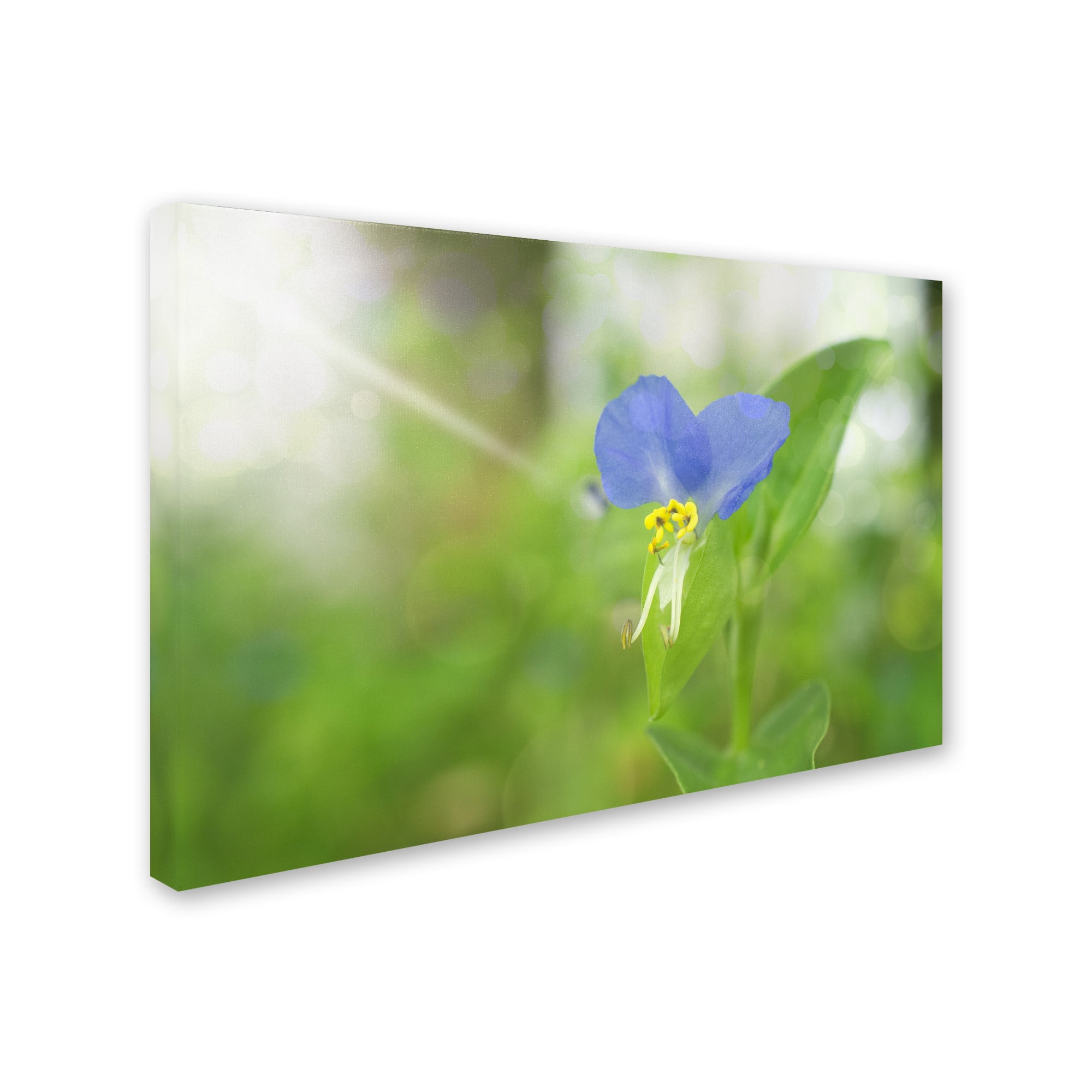 Trademark Fine Art 'Asiatic Dayflower' Canvas Art by PIPA Fine Art