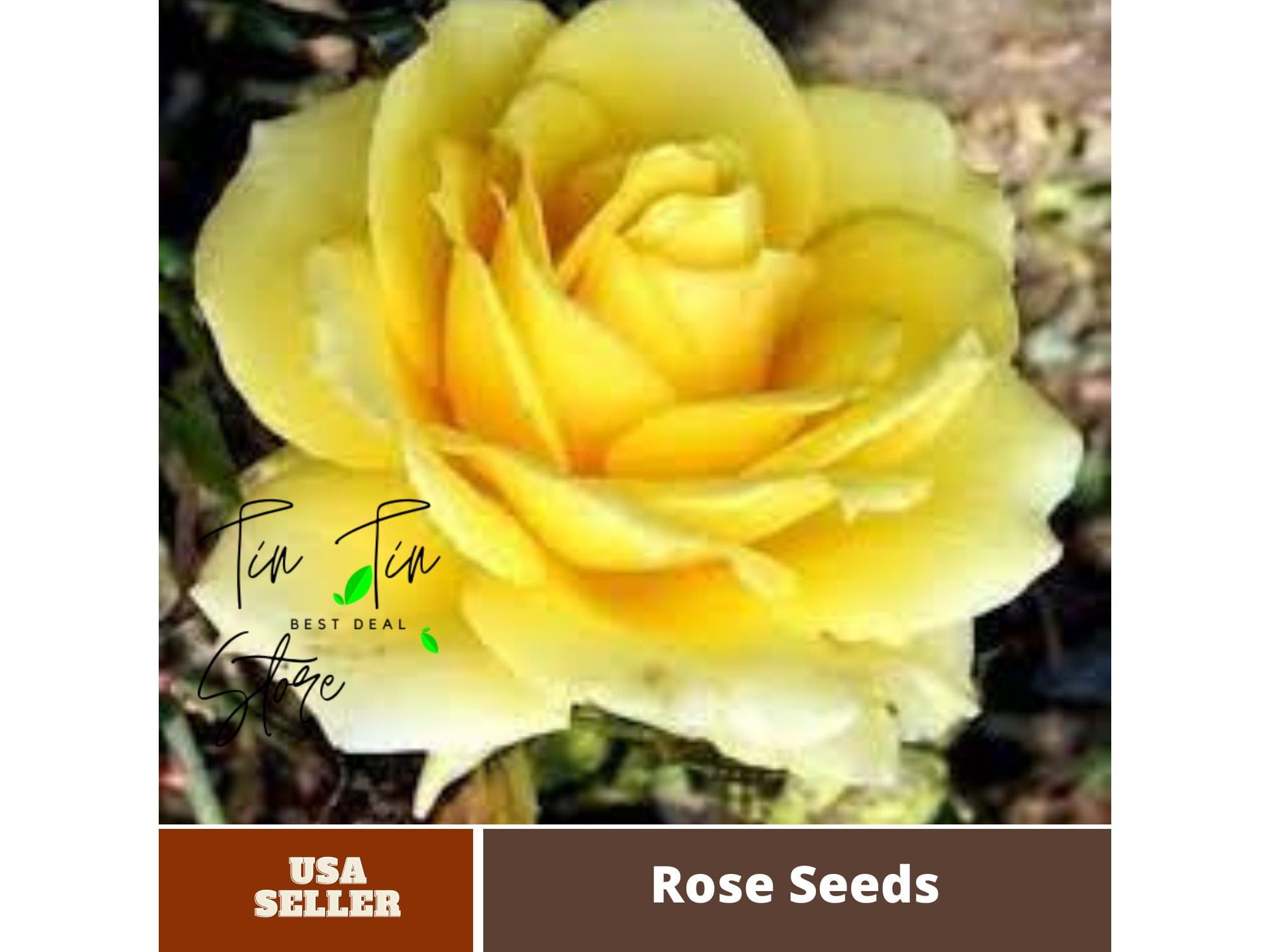 30 Rare seedLight Yellow Rose Bush Seeds1089Authentic SeedsSeedsRose seedsHerb seeds