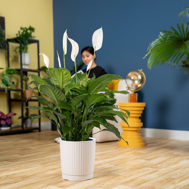 Plants with Benefits by Costa Farms 24" Peace Lily House Plant in 10" Decor  Pot - Walmart Business Supplies
