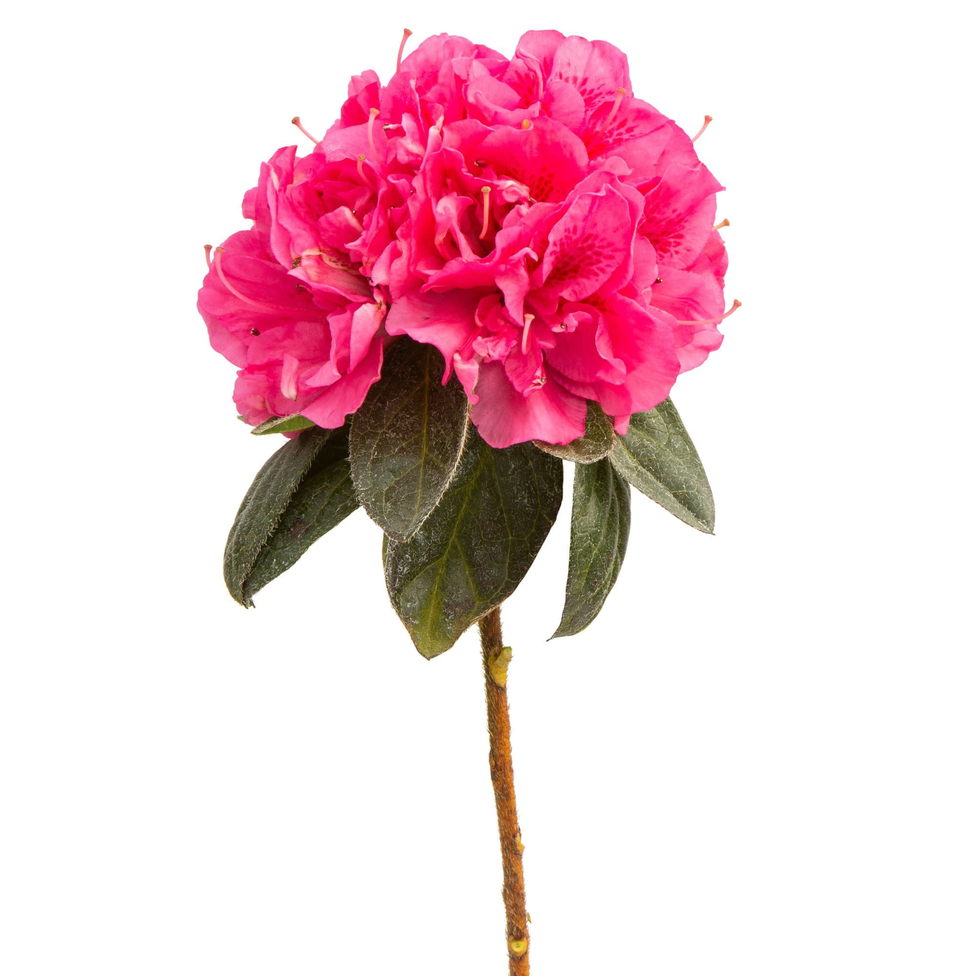 Proven Winners ColorChoice 5" Perfecto Mundo Double Dark Pink Reblooming Azalea Live Plant in 4.5" Pot (4 Count)