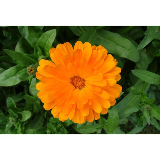 Marigold sentence for class 3 image