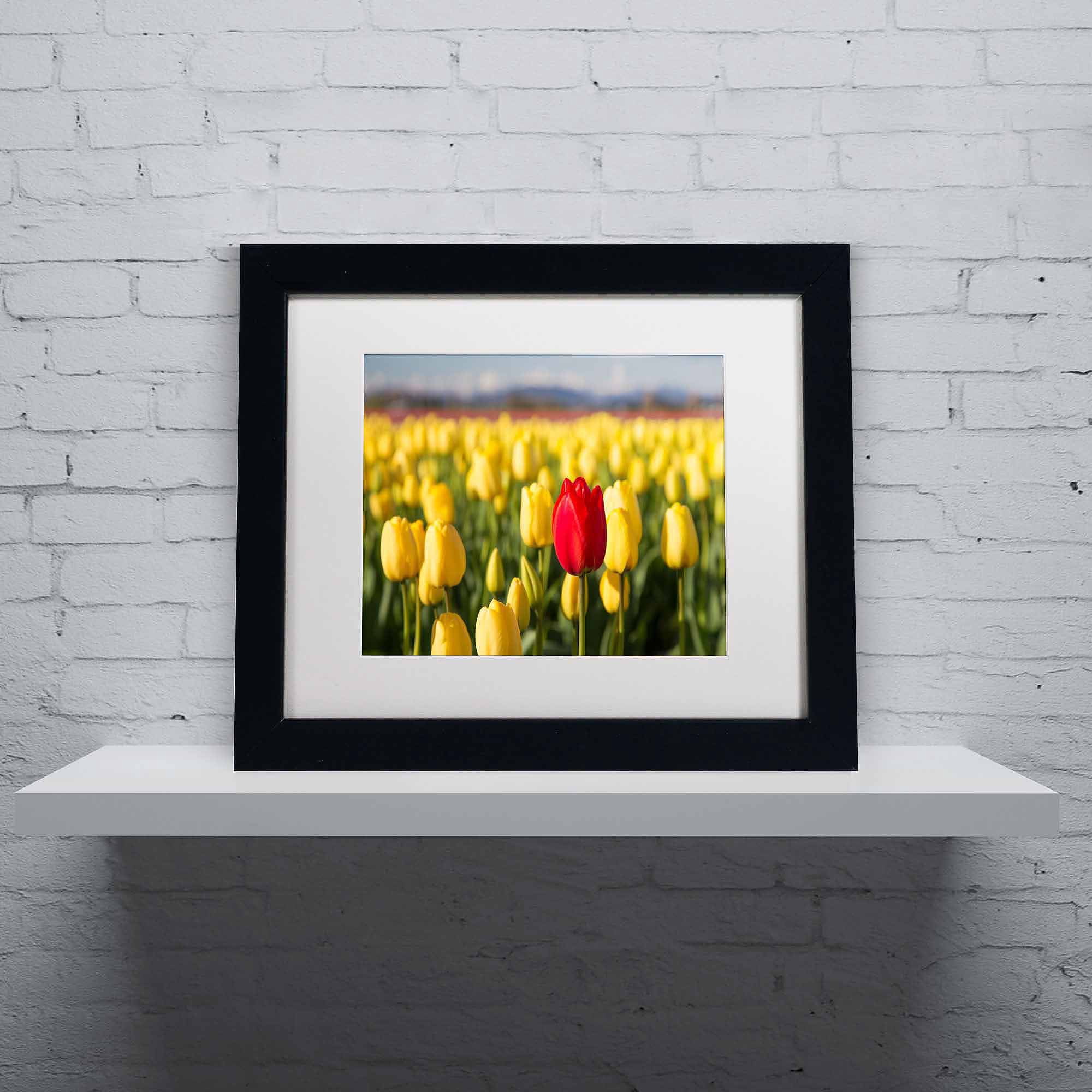 Trademark Fine Art "Red Tulip" Canvas Art by Pierre Leclerc, White Matte/Black Frame