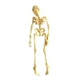 thumbnail image 2 of FEOLGEHLY Halloween Skeleton Magnets for Fridge, Posable Halloween 3D Printed Articulated Skeleton, Goth Interesting Multi-Color Human Skull Magnetic Decorations for Refrigerator Locker Kitchen, 2 of 9