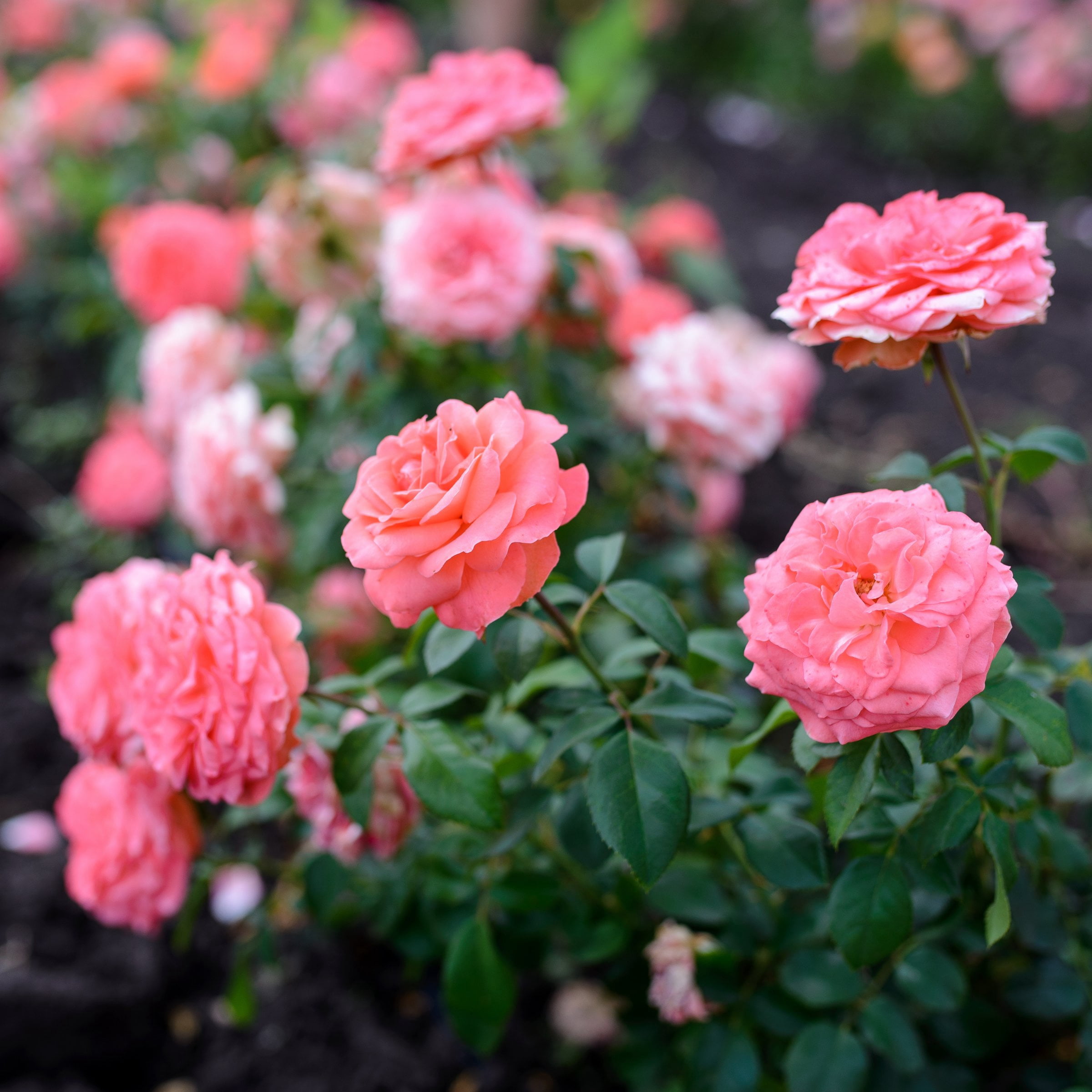 National Plant Network Bare Root First Prize Rose (5-Pack)