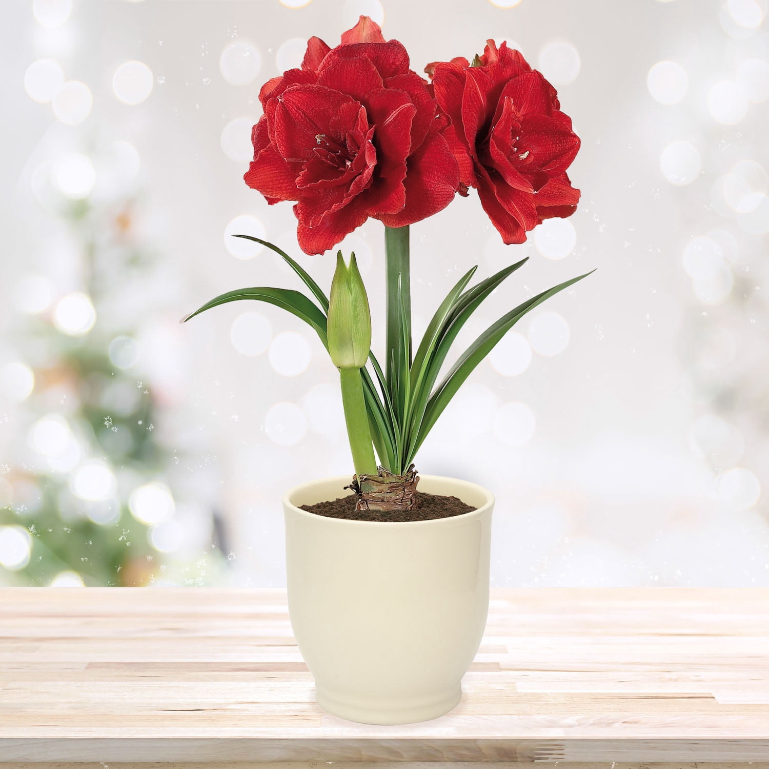 Garden State Bulb Red Double Amaryllis Bulb Gift Kit, 26/28cm (Cream Ceramic Planter)