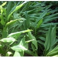 thumbnail image 3 of Yellow Turmeric Root Plant - Curcuma longa - 4" Pot, 3 of 3