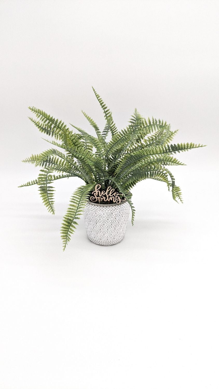 Way to celebrate LEATHER FERN POTTED, 9"