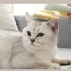 thumbnail image 4 of Peine de silicona para mascotas, cómodo masaje, autolimpieza, depilación, cepillo de aseo para mascotas con mango para mascotas, aguacate, peine autolimpiante para mascotas, 4 of 4
