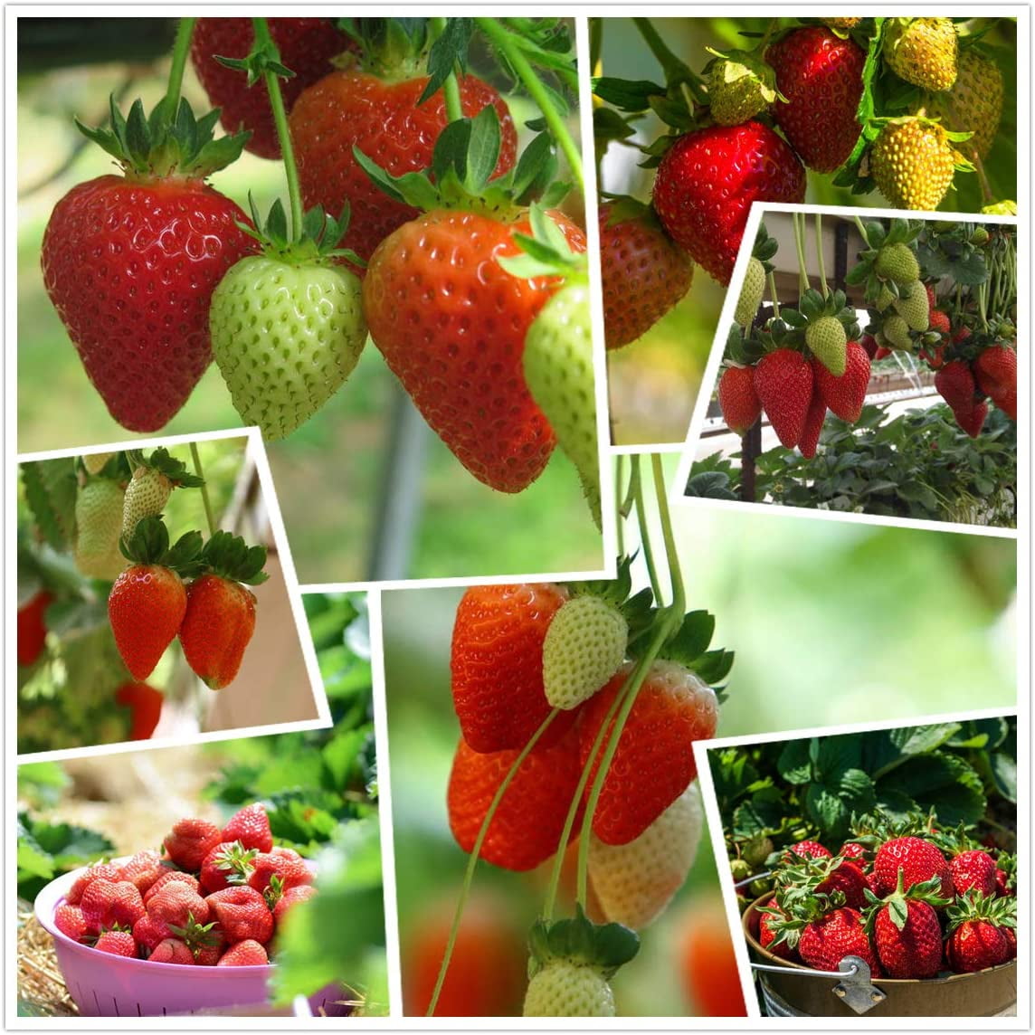 shiyou-Red Strawberry Climbing Strawberry Fruit Plant Seeds Home