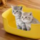 thumbnail image 1 of Arenero Grande para Gatos | Diseño Antiderrames y Antidispersión | Bandeja de Arena Abierta para Gatos Mayores y Gatitos | 40 X 29 X 14,5 Cm | 5 Colores, 1 of 6