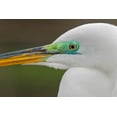 thumbnail image 2 of Jones, Adam 32x23 Gold Ornate Wood Framed with Double Matting Museum Art Print Titled - Male Great egret in breeding plumage-Merritt Island National Wildlife Refuge-Florida, 2 of 4