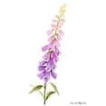 thumbnail image 3 of Popp, Grace 12x14 Black Modern Framed Museum Art Print Titled - Annies Foxglove I, 3 of 5