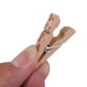 thumbnail image 2 of Clavijas de madera,Alfileres de ropa,Clips de resorte colgantes,Clips pintados,Fabricación de tarjetas, 2 of 7