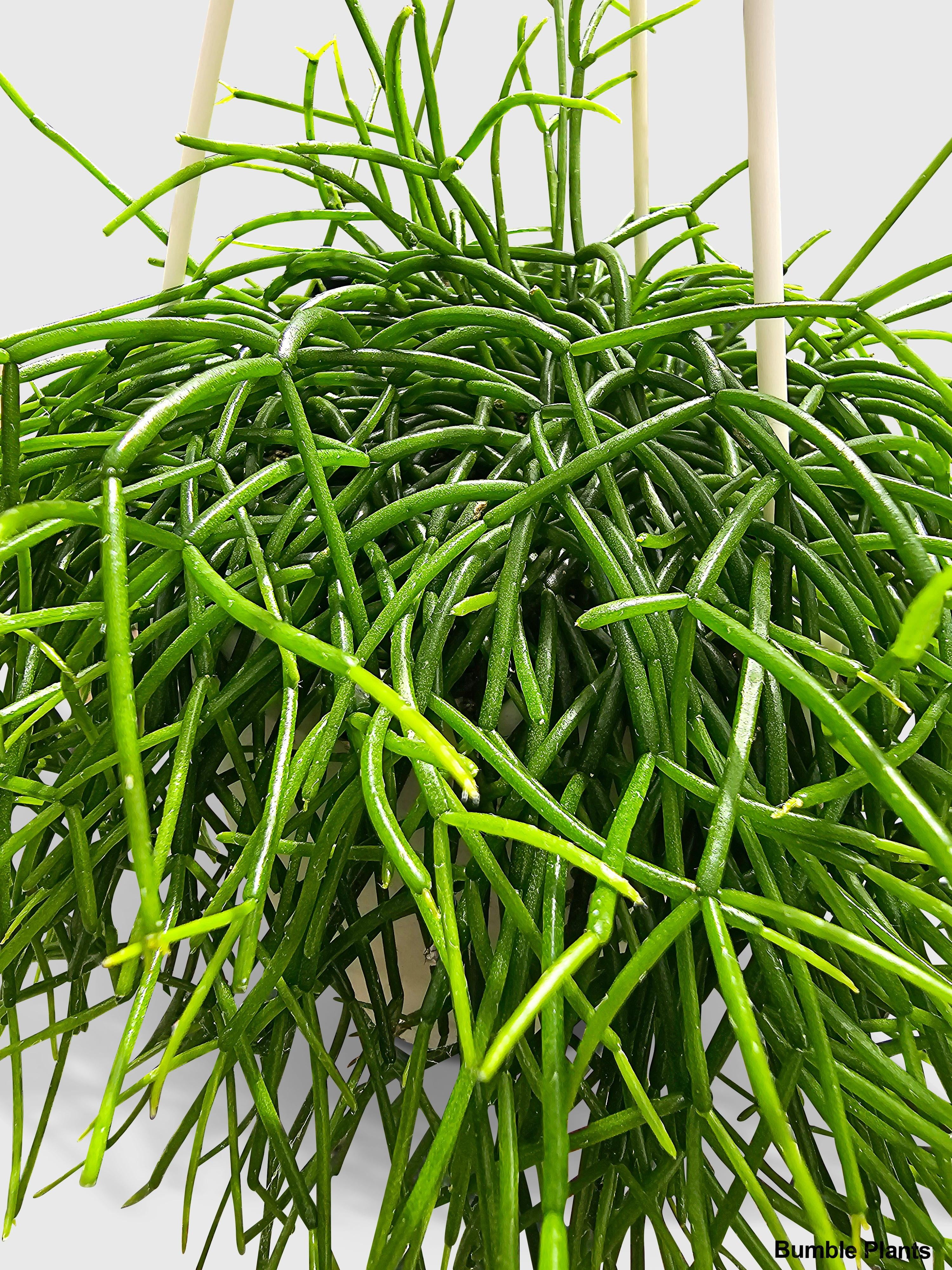 Rhipsalis Cashero Mistletoe Cactus - Live Air-Purifying Indoor Plant in Nursery Pot – Easy Care, Low Maintenance Houseplant for Home & Office Decor, Natural Air Cleaner, Best for Beginners (Small)