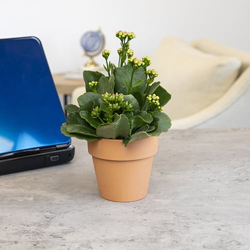 Altman Plants 3.5" Flowering Kalanchoe Live Plant with Clay Pot