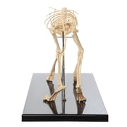 Anatomy Lab Feline Skeleton Model - Fixed Articulation on Base