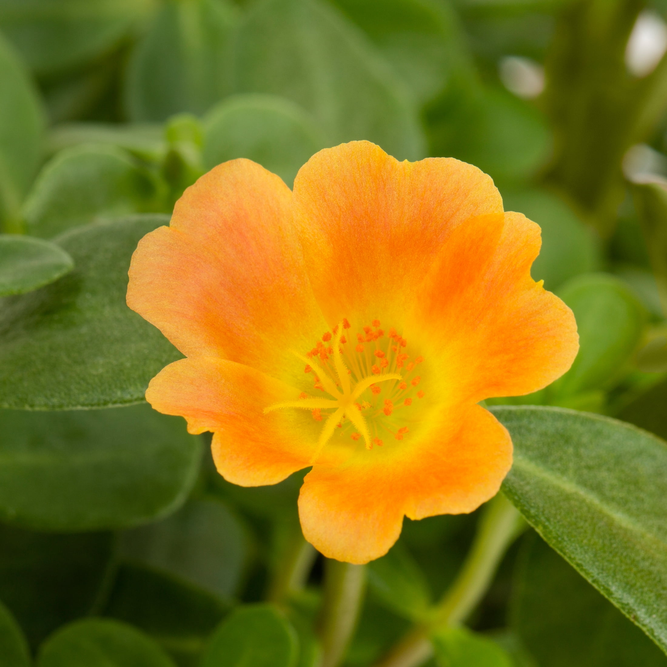 Better Homes & Gardens Orange Portulaca Purslane Live Annual Plant, Full Sun, 5-Pack
