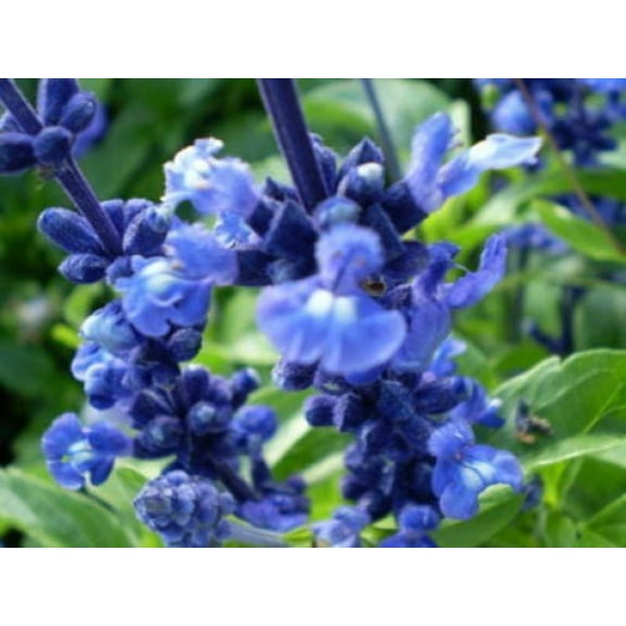 50 OXFORD BLUE SAGE Salvia Viridis Clary Painted Horminum Sage Herb Flower Seeds