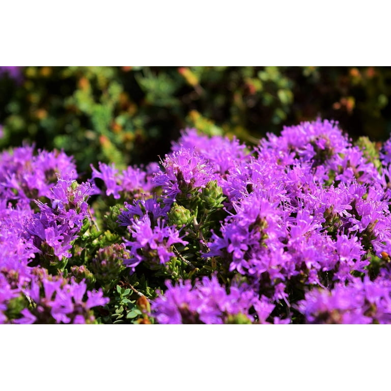 40 CONEHEAD THYME Thymus Capitatus syn. Thymbra Capitata
