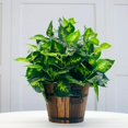 thumbnail image 5 of Retro Planting Flower Barrels Rustic Succulent Wavy Edge Planter Box Wood Barrels Flower Pot, 5 of 5