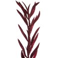 thumbnail image 2 of Vickerman 22" Burgundy Glitter Heather Artificial Christmas Spray. Includes 12 sprays per pack., 2 of 4