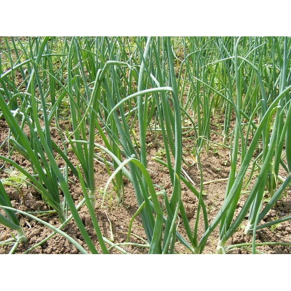 Crystal White Wax Onion Seeds/ Biennial/ Full Sun/125 Seeds 1/2 Gram/ Zellajake Farm and Garden - B233