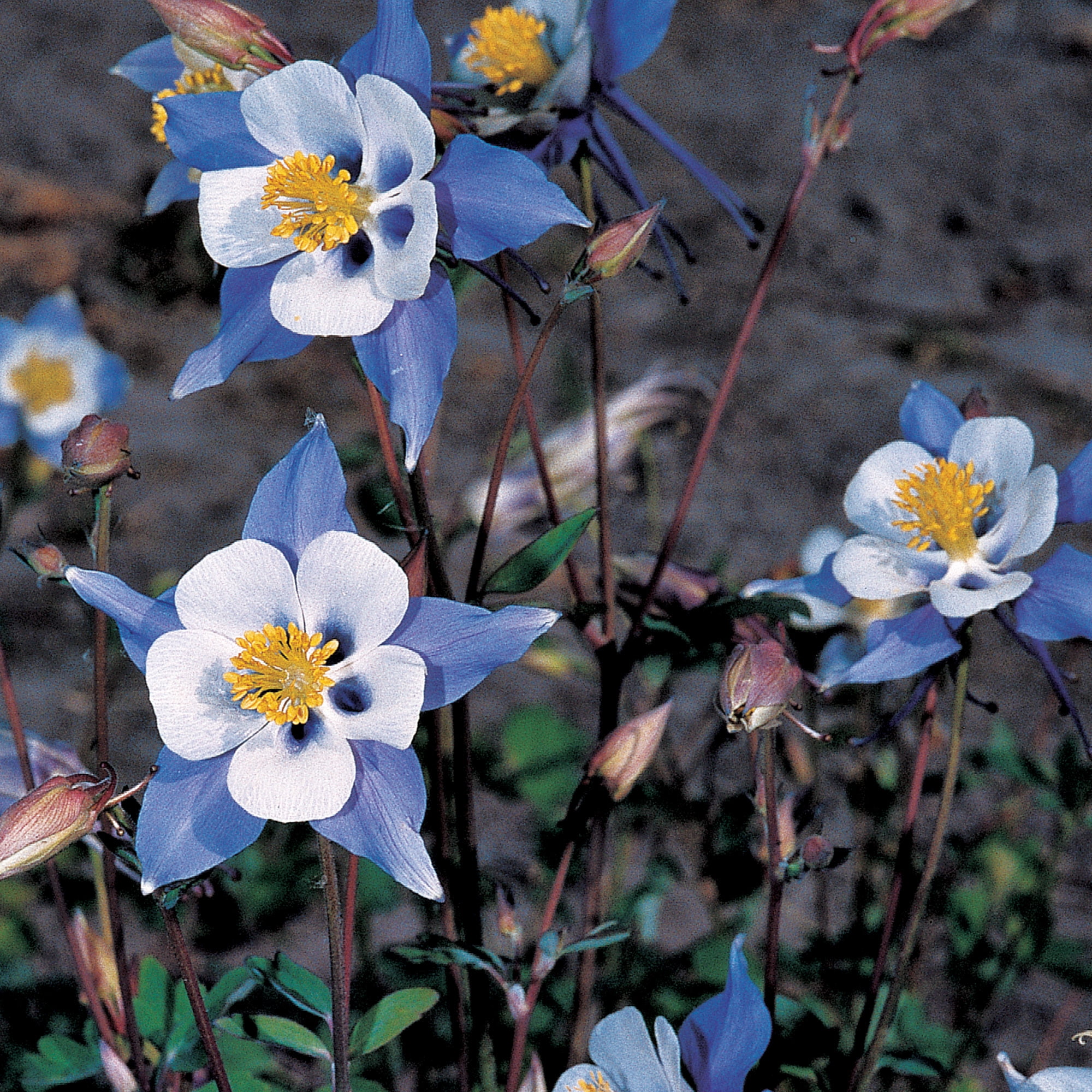 Burpee Blue Star Columbine Flower Seed, 1-Pack