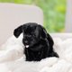 thumbnail image 2 of Melissa & Doug Benson, perrito labrador negro (animal de peluche, 25.4 CM) Melissa & Doug NA, 2 of 9
