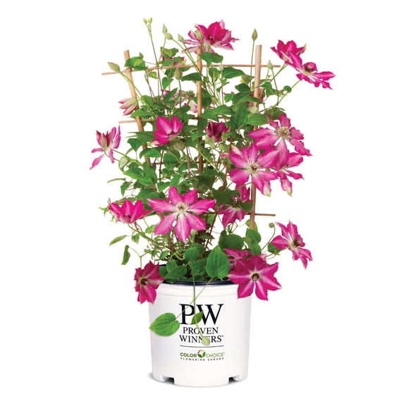 Proven Winners ColorChoice 6" Red 'Viva Polonia' Clematis Live Plant in 7.5" Pot