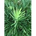 thumbnail image 2 of Pringles Podocarpus in 3 Gal. Grower's Pot - Perfect for hedges or topiary, 2 of 7