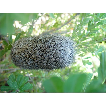 Banksia Flower - Canvas Print Flowers Plants Flower Flora Dried Plant Banksia Stretched Canvas 10 x 14