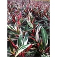 thumbnail image 5 of Nature's Way Farms Stromanthe Triostar Live Plant in Grower Pot (18-24 in. Tall), 5 of 5