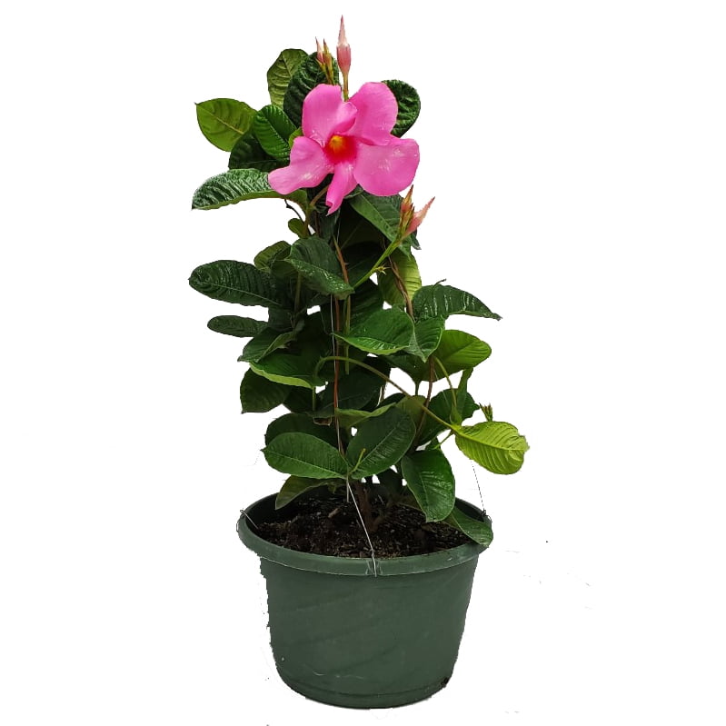 Tropical Plants of Florida 12" Pink Mandevilla Hanging Basket Overall
