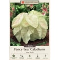 thumbnail image 2 of June Bride Caladium - 3 Bulbs - Fancy leaf, 2 of 4